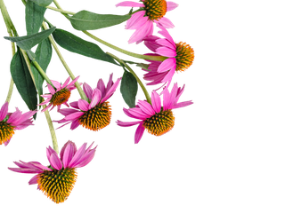 Echinacea Pflanze