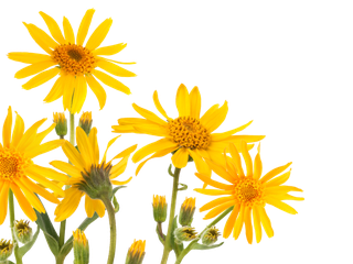 Gelbe Blüten der Arnikapflanze