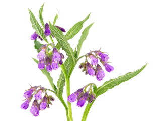 Lila Beinwellblüten