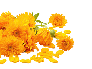 Orangene Blüten der Ringelblume