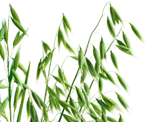 Bild zeigt eine Haferpflanze