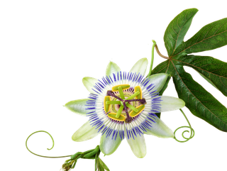 Blüte der Passionsblume