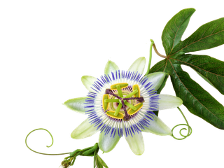 Blüte der Passionsblume