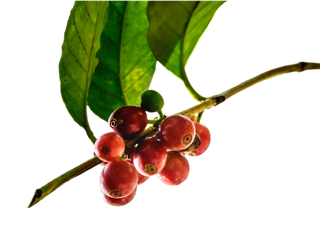 Pflanze mit Kaffeesamen