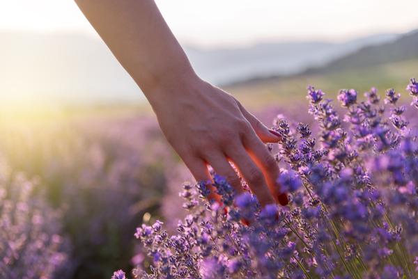 Hand streift durch ein Lavendelfeld
