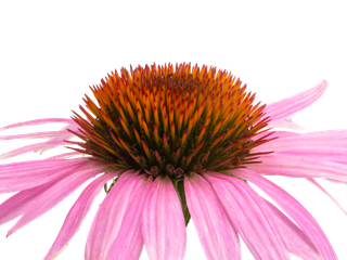 Echinacea
