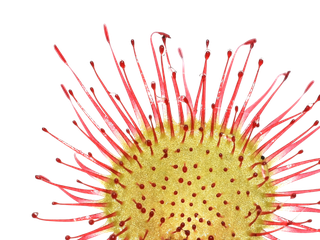 Drosera