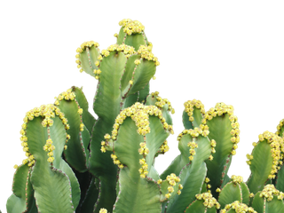 cactus watches Chaco Canyon Apple Watch Accessory Saguaro Cactus Turquoise