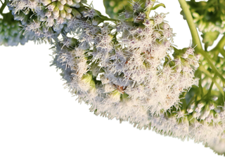 Eupatorium perfoliatum