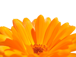Calendula officinalis
