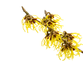 Hamamelis virginiana