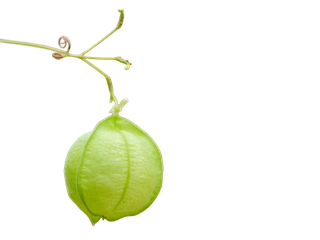 Cardiospermum halicacabum