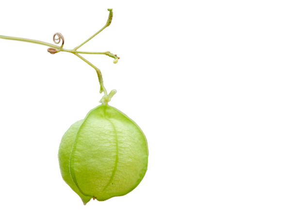 Cardiospermum halicacabum