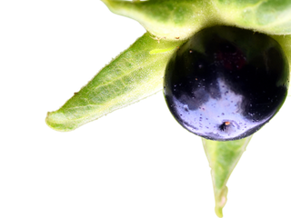 Atropa bella-donna