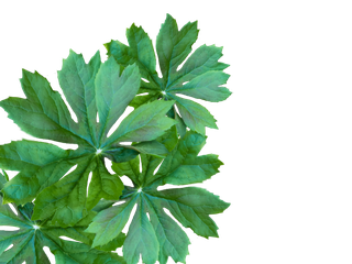 Podophyllum peltatum