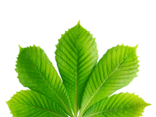 Aesculus hippocastanum