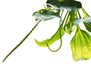Plantago major