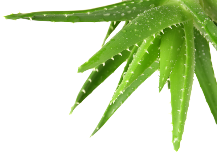 Mckenschutz: Sprays & Hausmittel gegen Mckenstiche | Heel