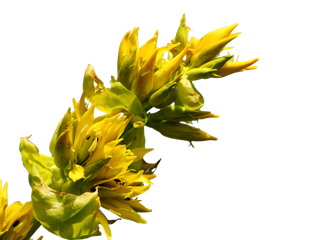 Gentiana lutea