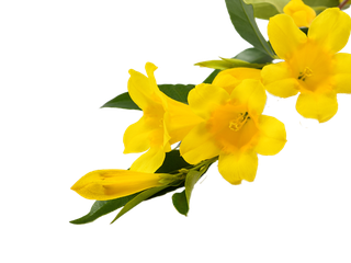 Gelsemium sempervirens