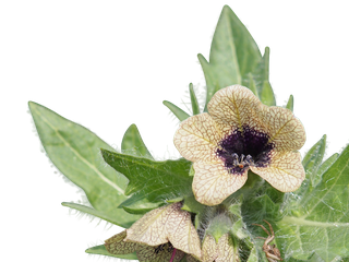 Hyoscyamus niger