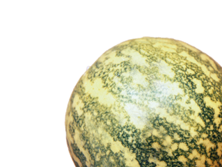 Citrullus colocynthis