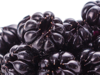 Phytolacca americana