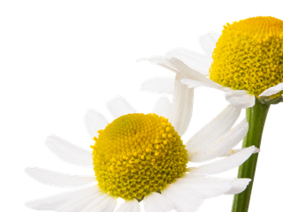 Matricaria recutita