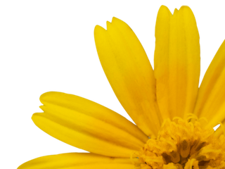 Arnica montana