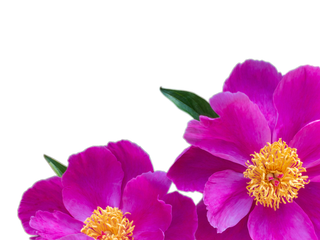 Paeonia officinalis