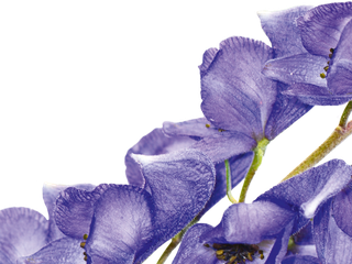 Aconitum napellus