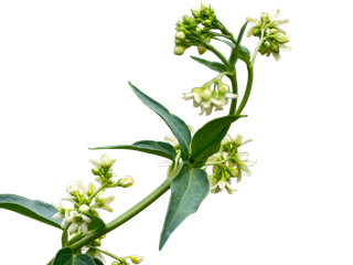 Vincetoxicum hirundinaria