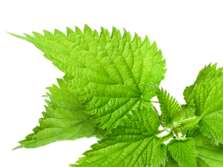Urtica urens