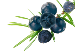 Juniperus communis