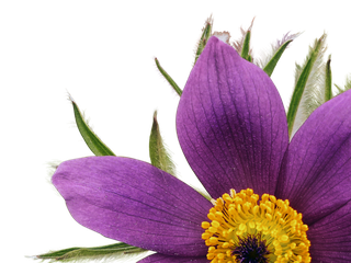 Pulsatilla pratensis