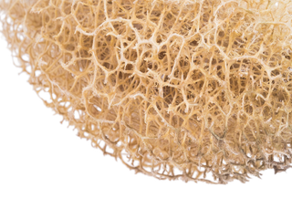 Luffa operculata