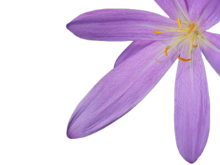 Colchicum autumnale