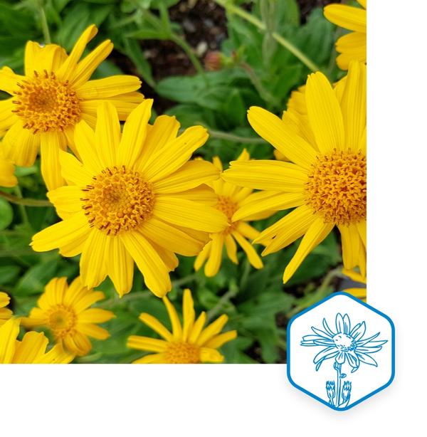  Arnika Arnica montana