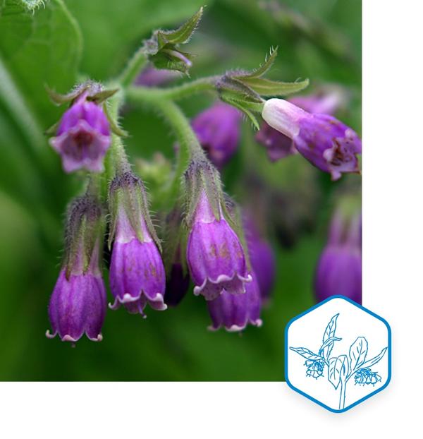 Beinwell Symphytum officinale