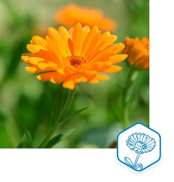 Ringelblume