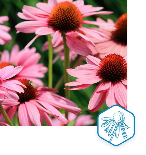Echinacea Echinacea purpurea