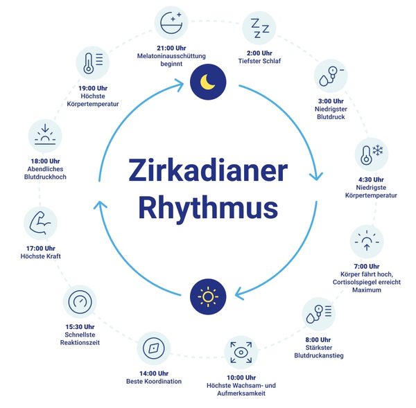 Infografik zum zirkadianen Rhythmus