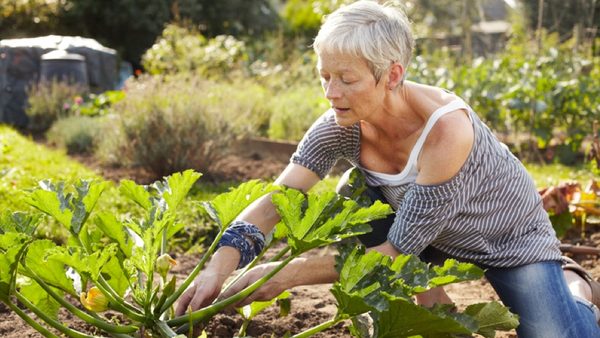 Unsere Wirkstoffkombination: optimal aufeinander abgestimmte Arzneipflanzen
