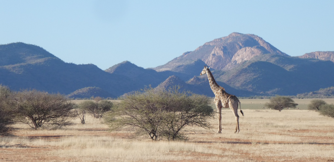 A giraffe stands in a vast savanna in Namibia, Africa, with mountains behind.