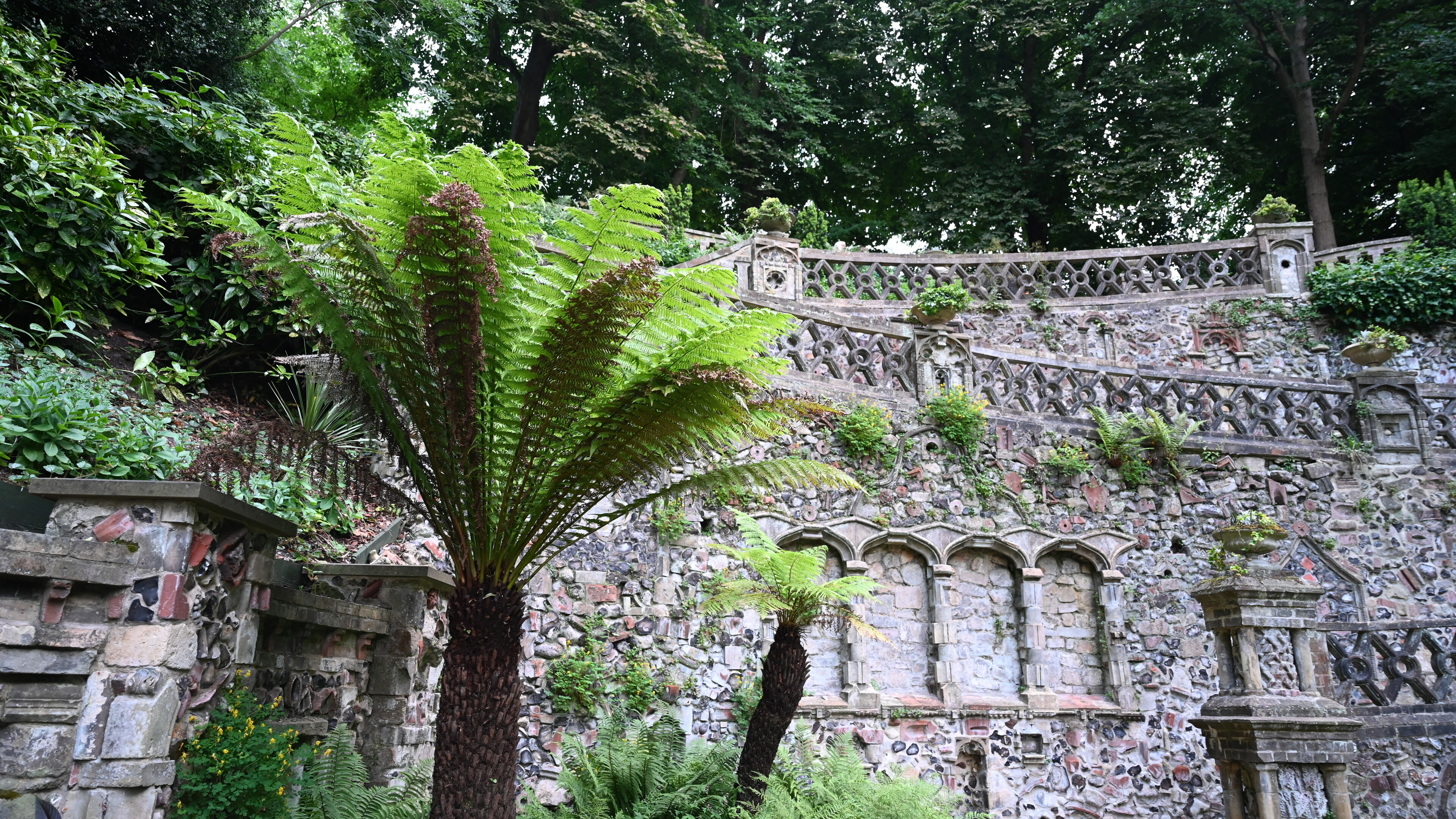 Fern at the Plantation Gardens