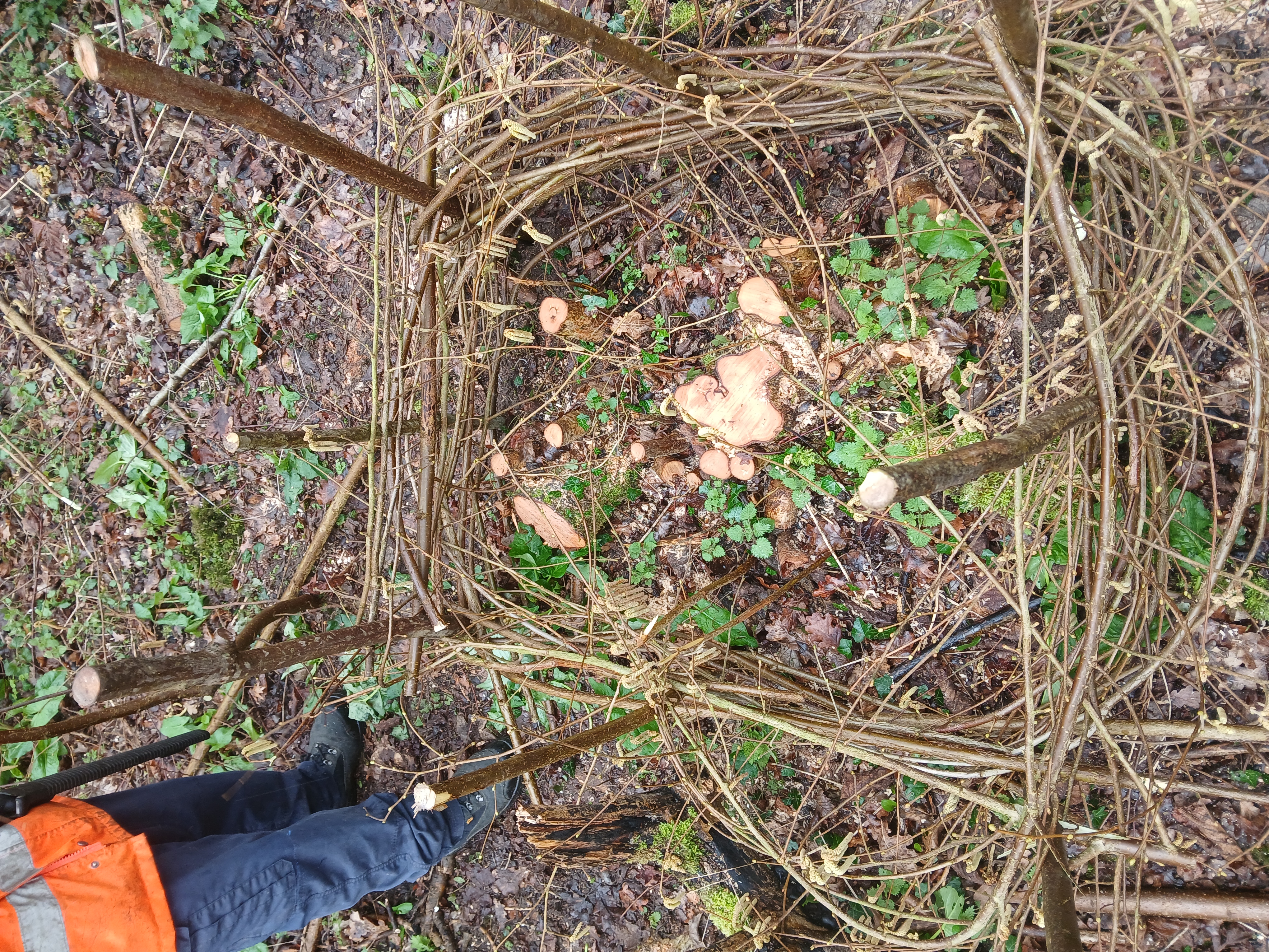 Volunteers layer thin branches around freshly coppiced hazel tree stools to shield new growth from muntjac deer, which frequently browse in the area.