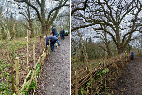 Volunteers build natural fencing to protect bluebells on campus