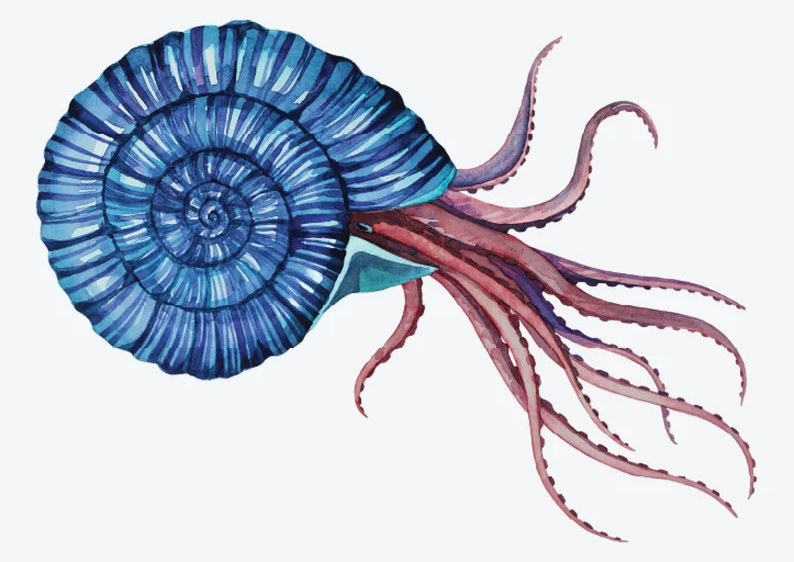 A watercolor illustration of a blue, spiral-shelled ammonite with long, flowing, pinkish tentacles extending from the shell's opening.