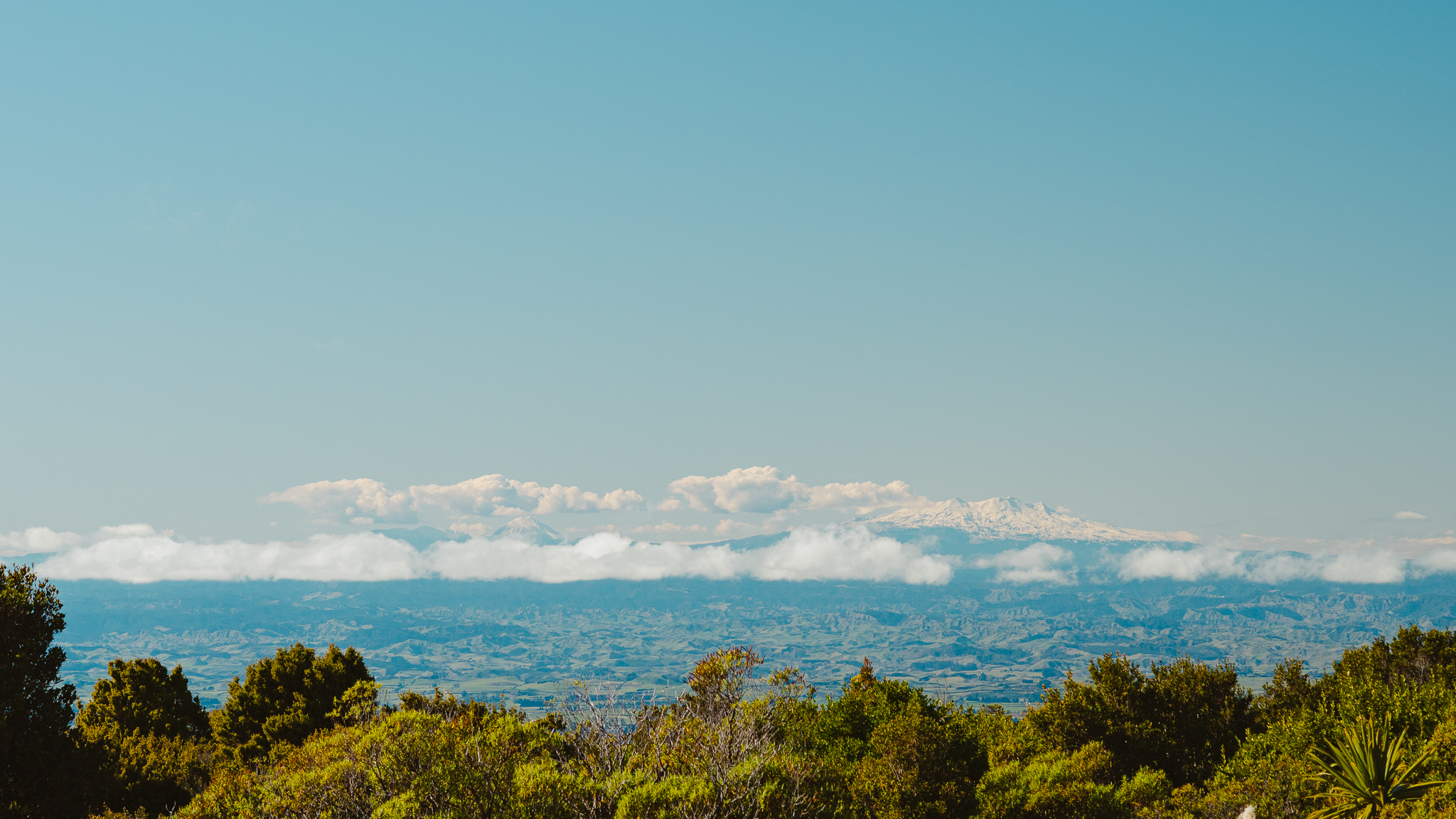 A scenic view of Mount Ruapehu distant snow-capped mountains under a clear blue sky, with green trees and shrubs in the foreground.