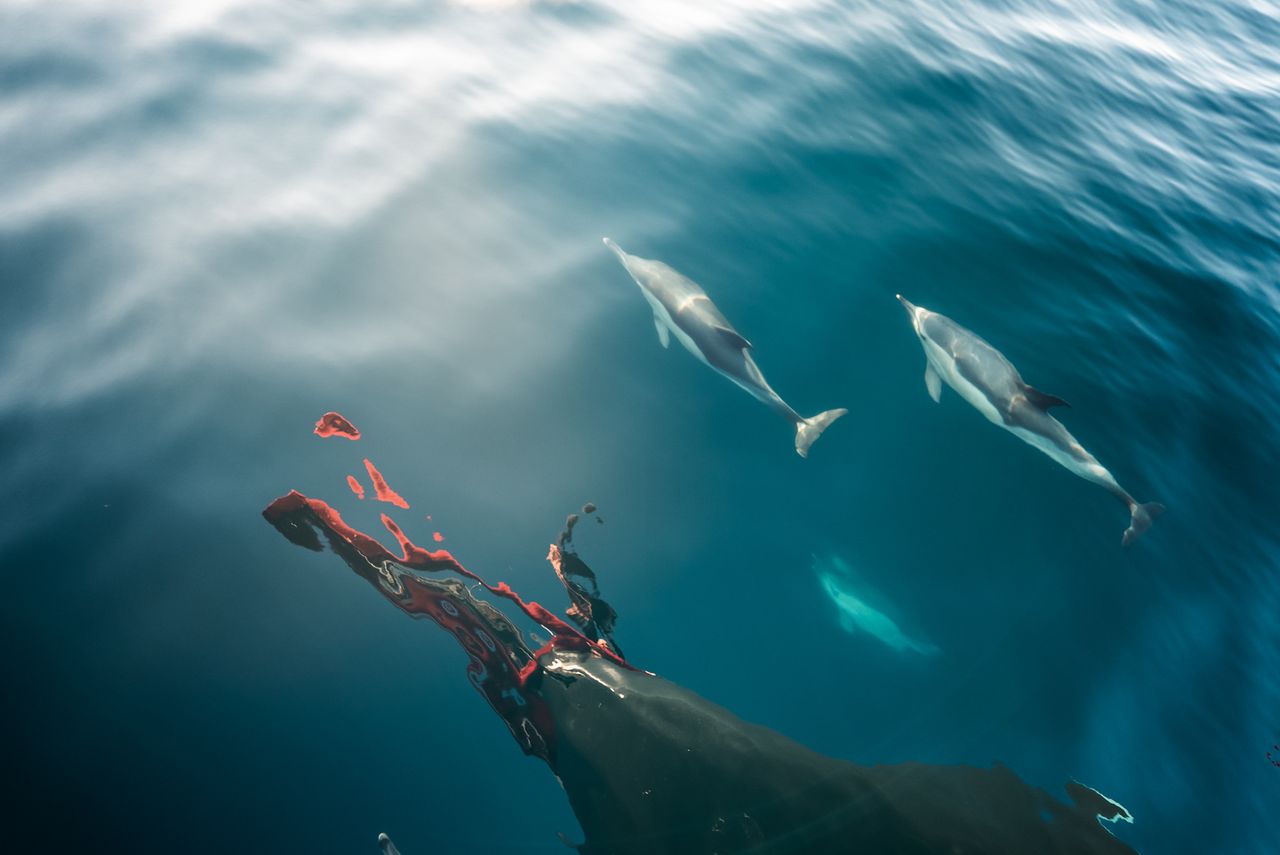 Team Malizia encountered lots of marine wildlife during Leg 2 of The Ocean Race Europe 2025